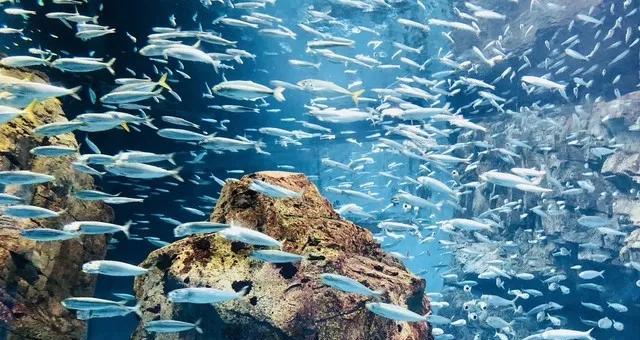 美麗海水族館內部
