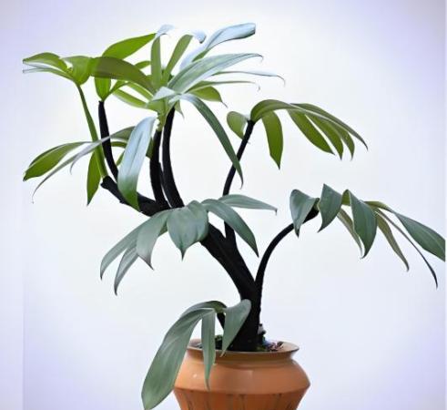 藍冰柏